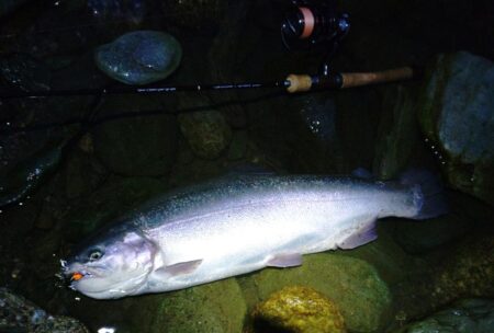 なかなか難しい放流日　～天竜川ルアーフライテンカラ専用区～